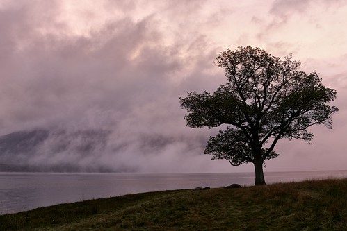 morning lake tree water fog sunrise day shore cumbria thelakedistrict bassenthwaitelake