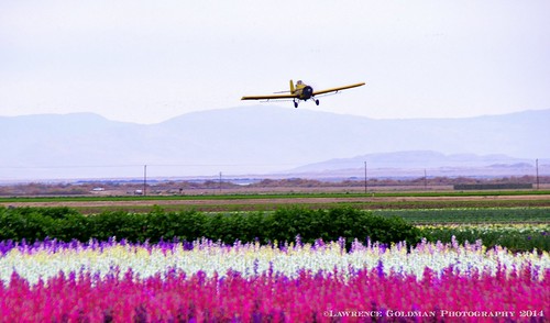 california aircraft aviation agriculture propeller saltonsea rotor cropduster imperialcounty cropdusting floriculture singleengine commercialflowerfields