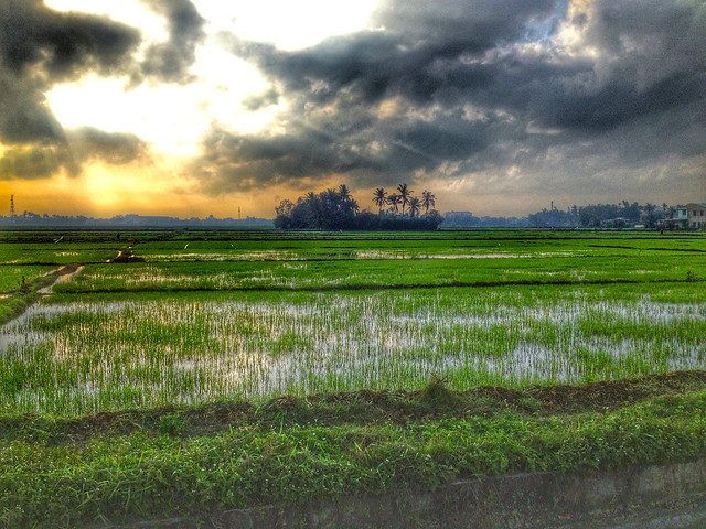 Vietnam rice paddies