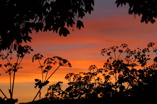 sunset sky silhouette atardecer suffolk sonnenuntergang alexanders pôrdosol coucherdusoleil kirkley smyrniumolusatrum