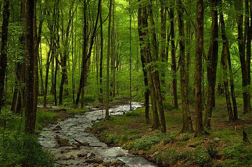 trees summer green nature sunshine creek forest landscape newjersey woods stream shady delawarewatergap walpack