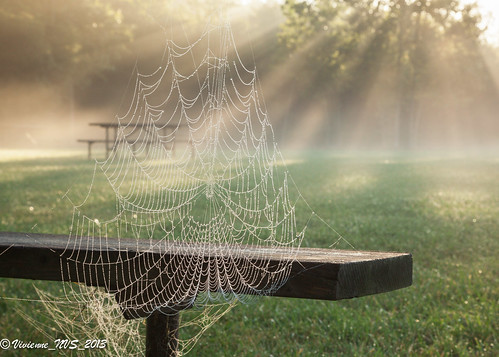 mist fog sunrise illinois spiderweb preserves sunbeams lakecounty foggyscenes halfdayforestpreserve