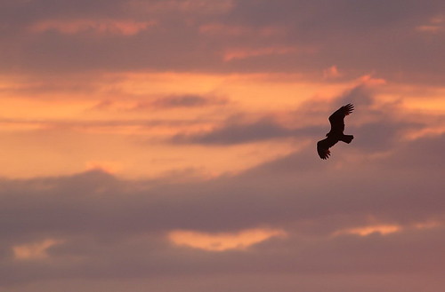 bird sunrise texas turkeyvulture cathartesaura