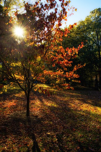 autumn light leaves fallcolor memphis sunburst pinkpalace