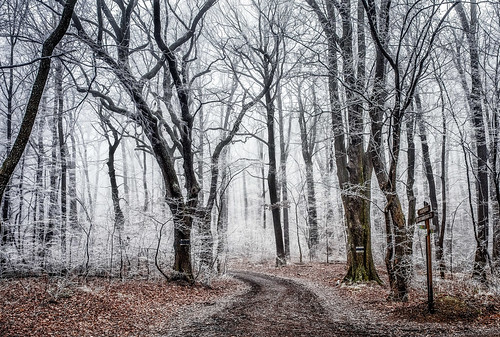 vienna wien wood cold fairytale österreich path walk