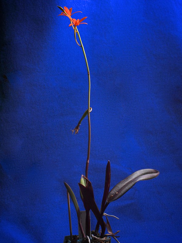 Cattleya (Hoffmannseggella) mirandae plant