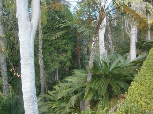 Palmen und Baumfarne