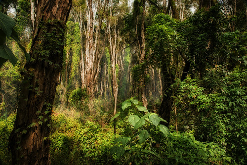 forest landscape bribieisland redbeach paperbarkforest melaleukaforest paperbarkwetland