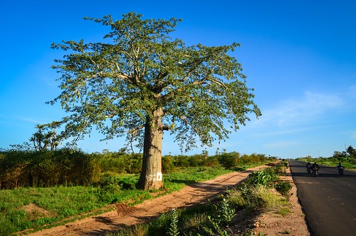 Baobabs of Bengo