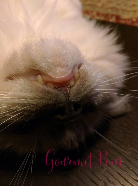 Whiskers & Paws March 2016 Edition (3)