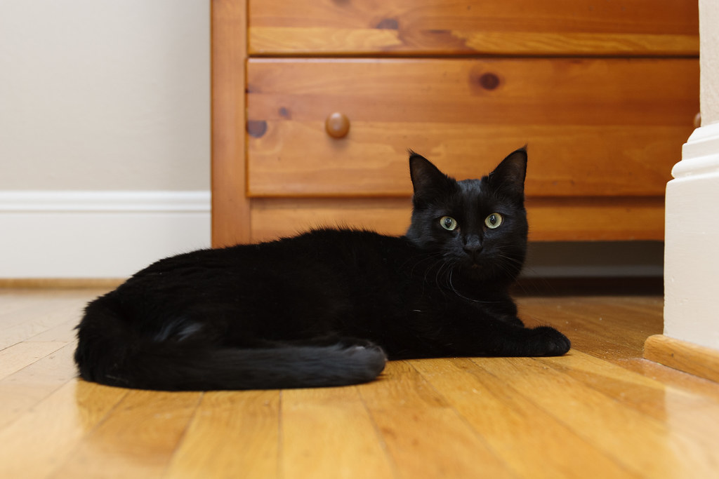 Our black cat Emma laying on the hardwood