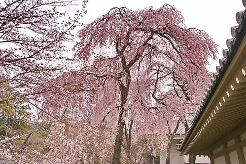【写真】2013 桜 : 醍醐寺/2021-10-20/IMGP9051