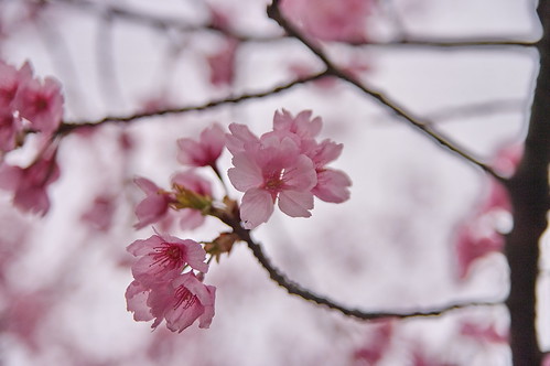 【写真】2013 桜 : 渉成園/2020-04-06/IMGP8928