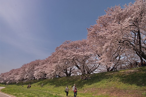 【写真】2013 桜 : 背割堤/2020-03-23/IMGP9697
