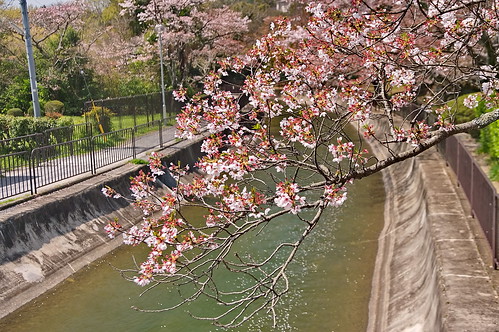 【写真】2013 桜 : 山科疎水/2020-09-19/IMGP9945