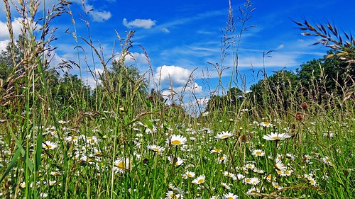 bedford bedfordshire meadow daisy felton wildflower lumen leucanthemumvulgare cardington oxeyedaisies robertfelton elstowbrook