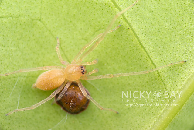 Long-Legged Sac Spider (Miturgidae) - DSC_9371