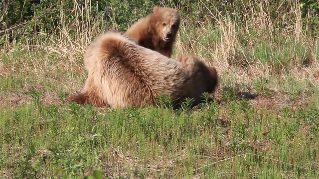 Grizzly Sow & Yearling Cub Playing 2
