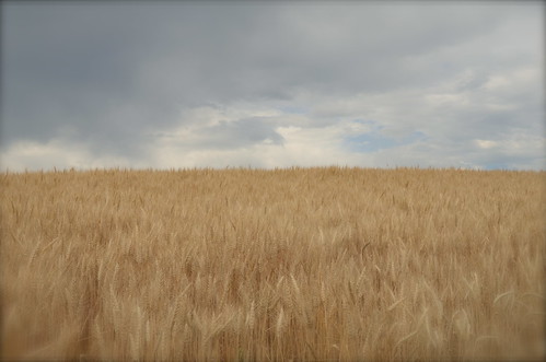 sky abstract blur clouds washington wheat palouse wheatfield easternwashington kamiak