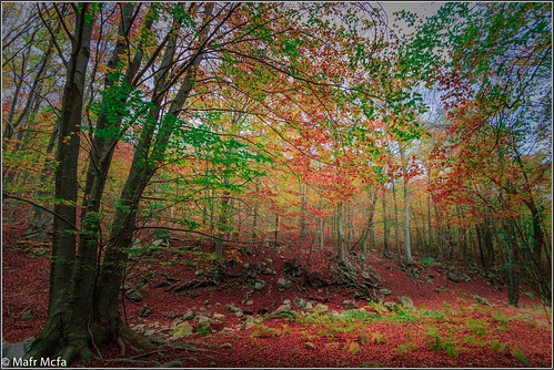 barcelona españa color verde hoja arbol rojo europa paisaje bosque otoño tronco cataluña haya estaciones continente santafedemontseny comunidadesautónomasprovincias localizacionesdelmundo