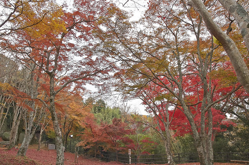 【写真】2013 紅葉 : 笠置山もみじ公園/2021-10-24/IMGP3618