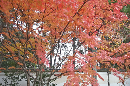 【写真】2013 紅葉 : 一休寺/2021-03-01/IMGP3680