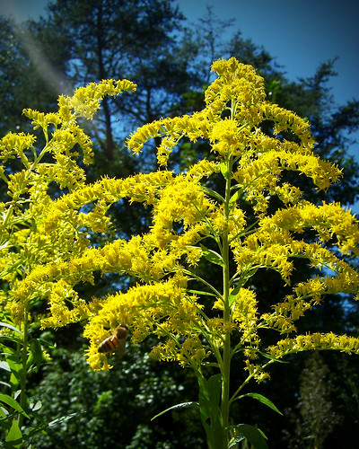 flower yellow kentucky goldenrod vignette breathittcounty breathittcountykentucky photoshopcs6