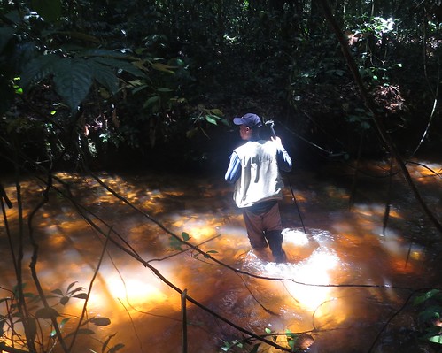 Pablo wading the Kala stream near study site