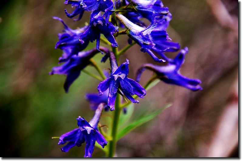 Early larkspur 1