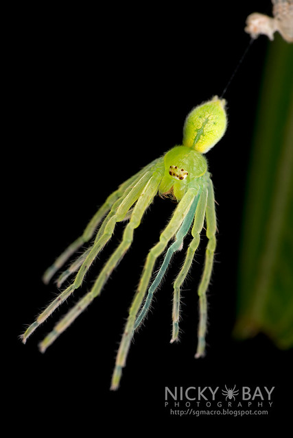 Huntsman Spider (Gnathopalystes sp.) - DSC_3837