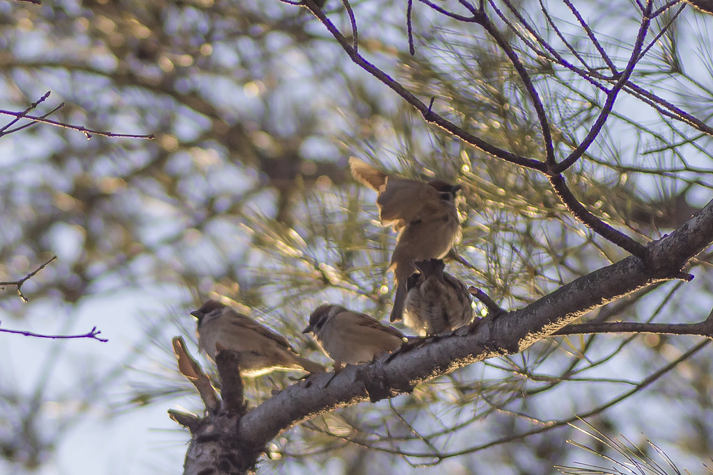 Sparrow's Landing on tree