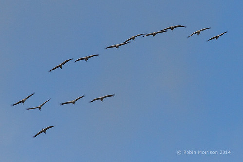 Cranes over Somerset