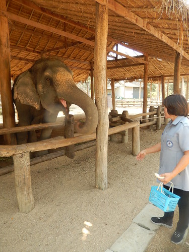 thailand elephants lampang february2014 thailandvacationfebruary2014
