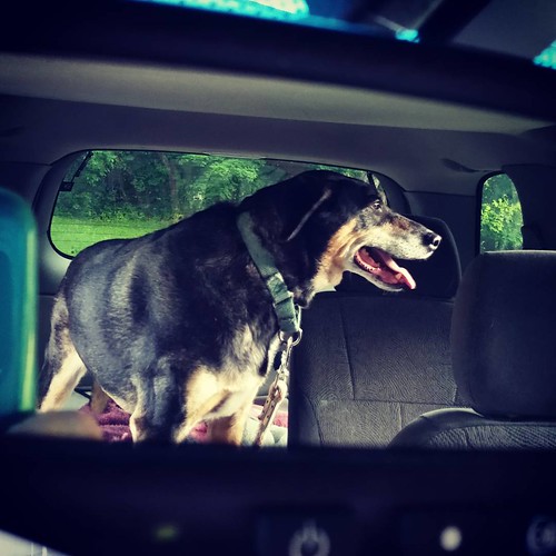My copilot... Teutul. #happydog #carride #dogsofinstagram #dogstagram #instadog #rescueddogsofinstagram #coonhoundmix #adoptdontshop #seniordog