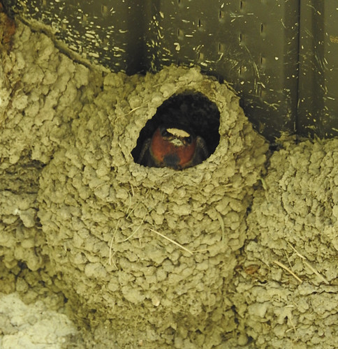 ontario canada birds p900 barnswallows swallows dryden nikoncoolpixp900