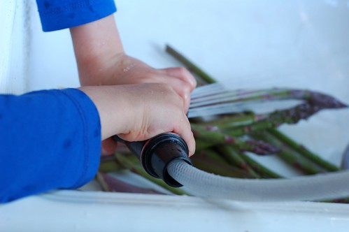 Washing the asparagus spears by Eve Fox, the Garden of Eating blog, copyright 2013