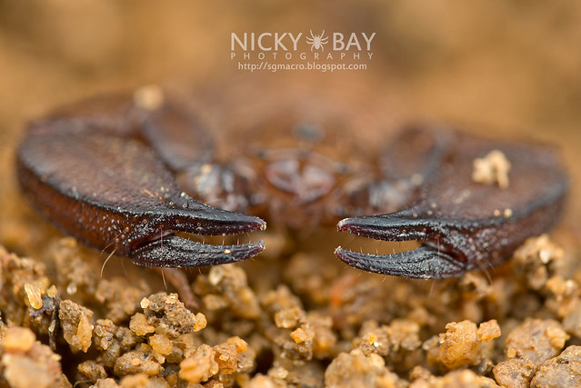 Scorpion (Liocheles australasiae?) - DSC_8506