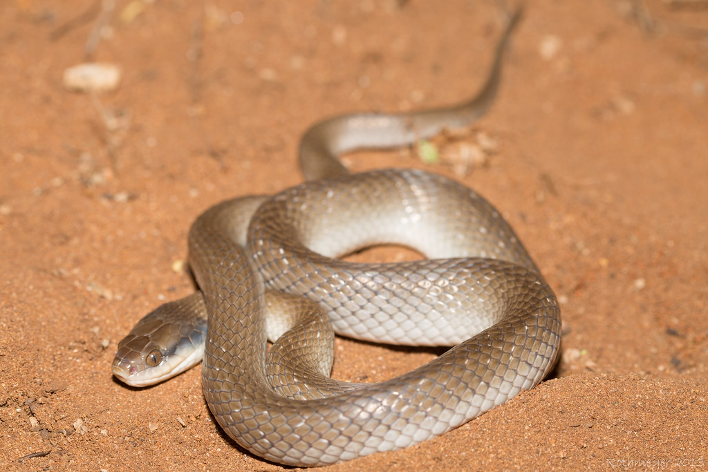 Herald Snake (Crotaphopeltis hotamboeia)