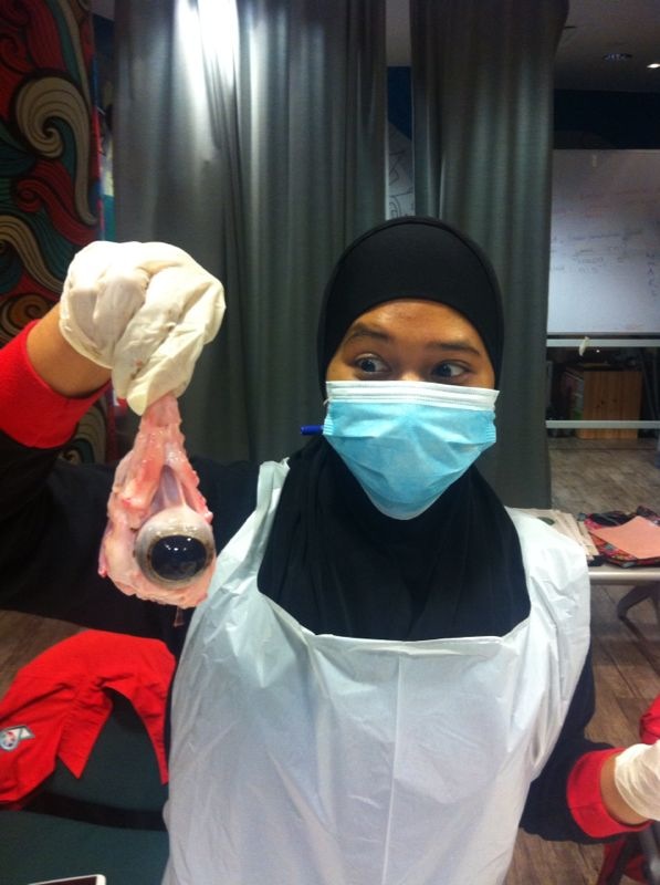 Workshop - Cow'S Eye Dissect Pic 01