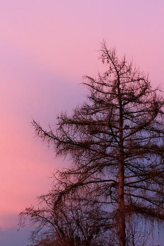 morning pink winter tree sunrise schweiz switzerland suisse cloudy svizzera larch vevey vaud romandie mélèze