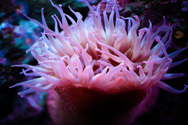 Monterey_Aquarium_57.jpg