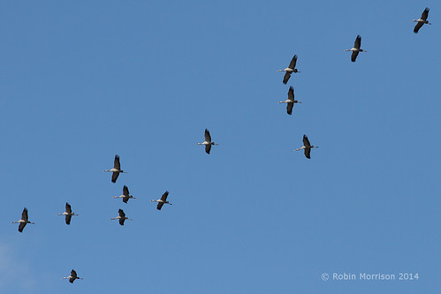 Cranes over Somerset