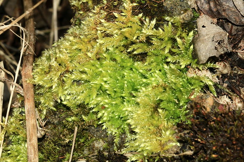 Rough-stalked Feather-moss 25852