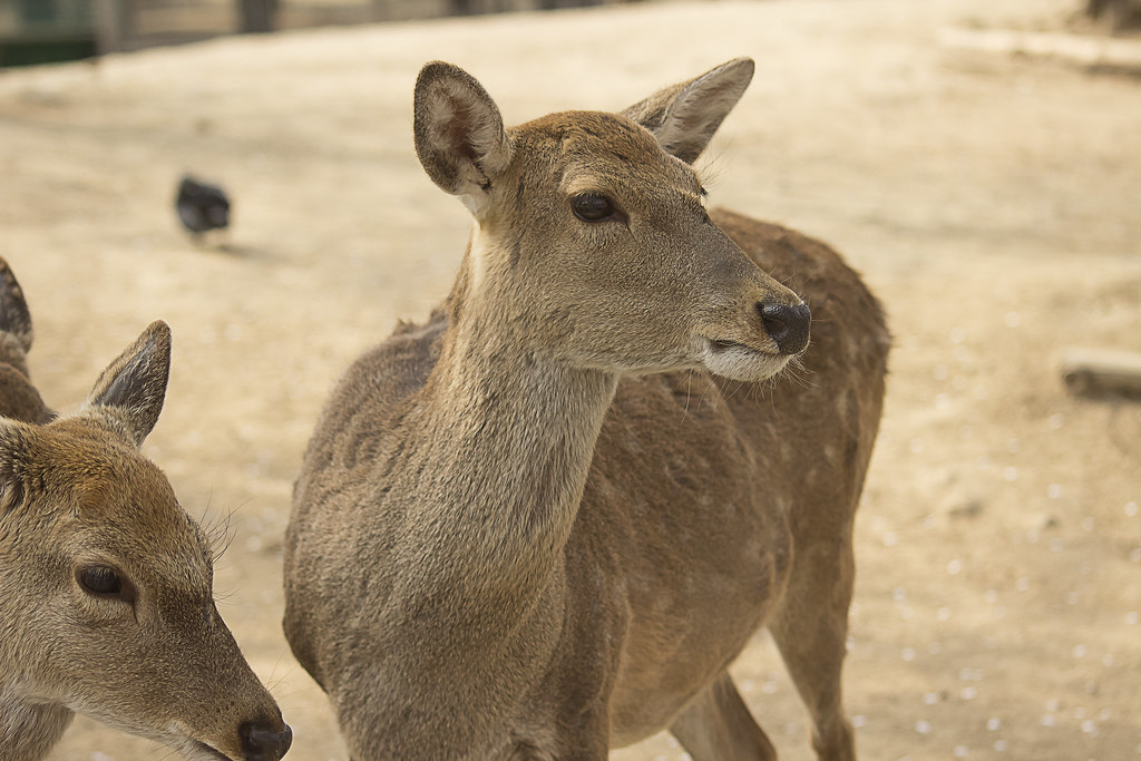 Deers at Seoul Forest