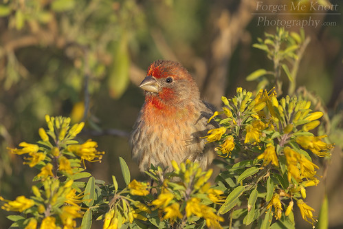 bird housefinch finch red sunset sunrise perched brush flowers california
