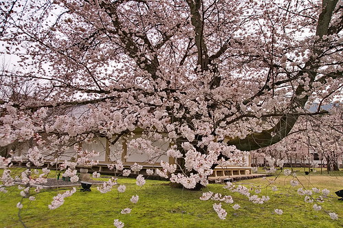 【写真】2013 桜 : 醍醐寺/2021-10-20/IMGP9028