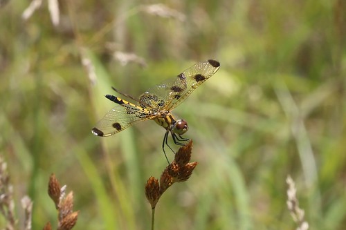 usa dragonfly indiana elisa pennant odonata libellulidae skimmers celithemis calicopennant celithemiselisa spencercounty yelligpark
