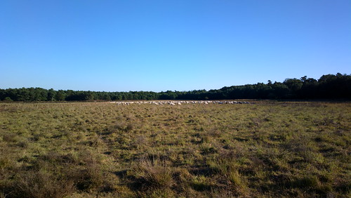 landscape nokia sheep veluwe carlzeiss pureview cyriasischeveld nokia808 nokia808pureview