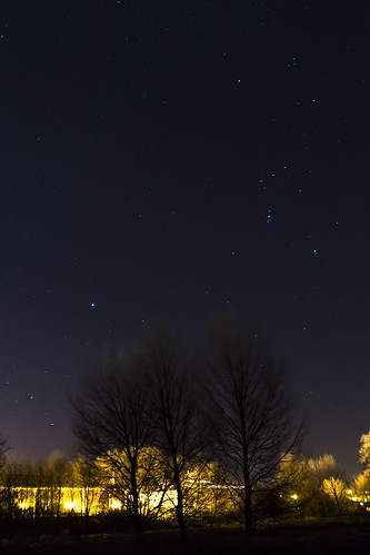 trees light sky silhouette night stars star sirius orion betelgeuse rigel canismajor constellation orionsbelt