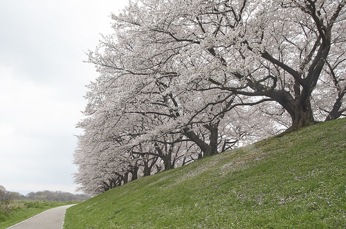 【写真】2014 桜 : 背割堤/2020-12-09/IMGP5778